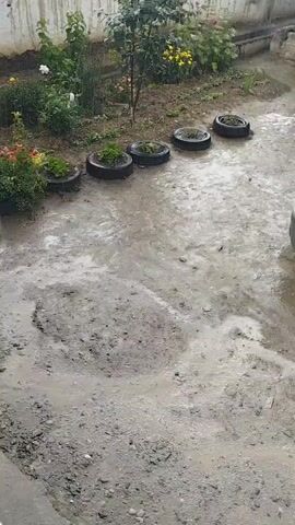 The video shows an outdoor scene during what appears to be a rain shower. The ground is wet and muddy, with puddles reflecting the overcast sky. In the background, there is a garden area with some plants, including flowers and a small tree. Several old tires have been repurposed as planters and are arranged in a line. Some of these tires contain small green plants. The overall impression is of a somewhat neglected but functional outdoor space experiencing wet weather. There are no people visible in the footage.