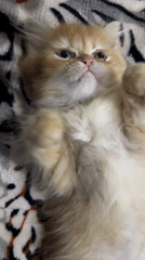 Fluffy ginger kitten captured on video in Santa Cruz