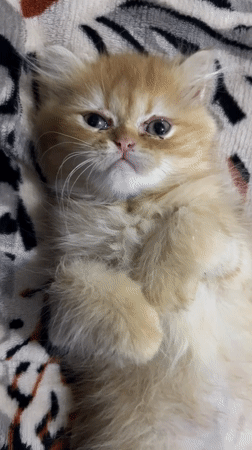 Fluffy ginger kitten captured on video in Santa Cruz