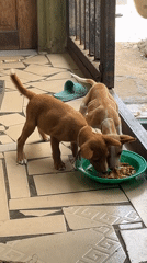 Morning scenes of puppies, market life in Badagry, Nigeria