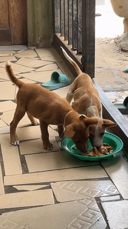 Morning scenes of puppies, market life in Badagry, Nigeria