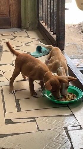 Morning scenes of puppies, market life in Badagry, Nigeria