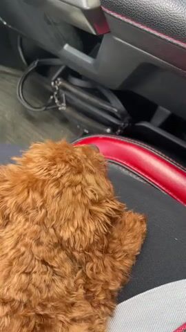 The video shows the interior of a vehicle, starting with a close-up of a small, fluffy, brown dog lying on the passenger seat. The seat is black with red trim. A black bag is tucked under the seat. The camera then moves to show the car's interior, including the door panel, air vents, and dashboard, all in black with red stitching. Outside the window, a residential street with houses and a cloudy sky is visible.