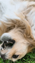 Dog plays, chicken forages in Ukrainian village yard