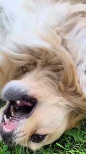 Dog plays, chicken forages in Ukrainian village yard