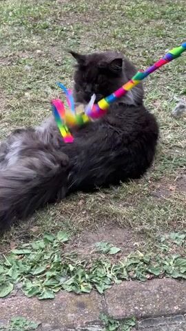 A long-haired dark gray cat is lying on its back in the grass, playing with a multi-colored wand toy. The cat paws at the toy, batting at the colorful ribbons attached to it. The toy is held by an unseen person. The background consists of green grass and some pavement.