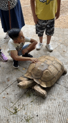 Outdoor market with insect displays observed in Cuernavaca park