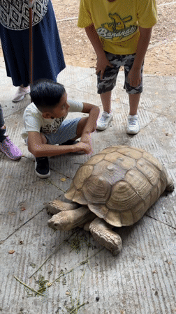Outdoor market with insect displays observed in Cuernavaca park