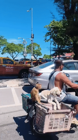 Scooter, dog, and monkey cruise through Nathon, Thailand