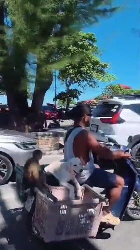 Scooter, dog, and monkey cruise through Nathon, Thailand