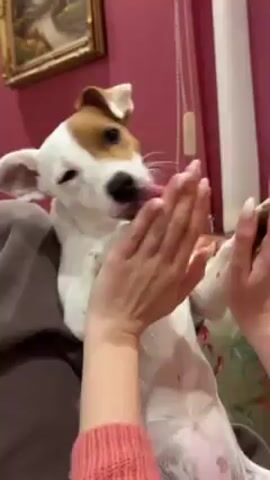 A dog, apparently a Jack Russell Terrier, sits upright on a person's lap. The dog is mostly white with a brown patch over one ear. The person, wearing a pink sweater and grey sweatshirt underneath, holds the dog's paws and claps them together. As the person claps, the dog opens its mouth wide and appears to bark or pant excitedly. The setting appears to be indoors, with a pink wall, a framed picture, and a partially visible blind in the background. There are decorative pillows on the couch, where the dog and person are sitting. The dog's chest and stomach are visible as it sits upright. The dog is clearly engaged with the person.