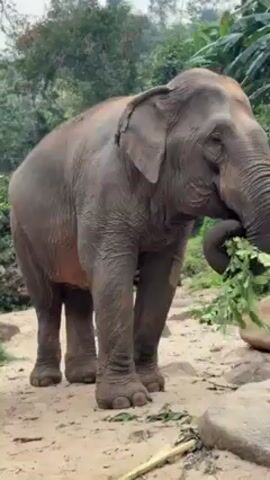 The video shows an elephant standing on a sandy path between rocks and eating leaves that it is holding with its trunk. Behind the elephant is a lush, green forest. The sky appears overcast. A voice can be heard calling “Hey.”