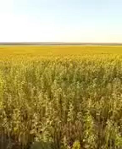 This video shows an aerial view of a vast, golden field under a clear blue sky. The field is densely packed with crops, likely wheat or canola, with some patches of green interspersed. The camera pans slowly across the landscape, revealing the expansive nature of the farmland. The sun appears to be low in the sky, casting a warm, diffused light across the scene. No people or animals are visible in the video. The overall impression is one of serene, agricultural beauty and the abundance of nature.