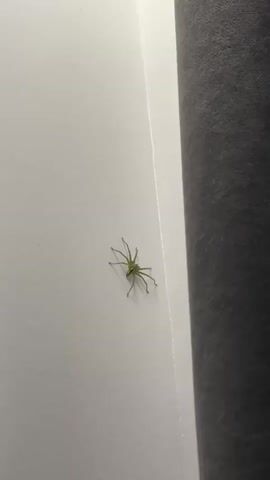 A green spider is crawling on a white wall next to a dark gray surface. The spider moves its legs as it progresses across the wall.