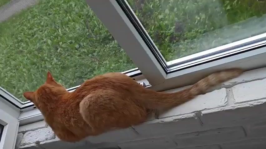 An orange cat is lying on a windowsill. The cat is facing away from the camera, looking out the window. The cat's tail is extended behind it. The cat is on a brick windowsill, which is painted white. The window frame is white. Outside the window, there are green plants and some pink flowers. The cat then turns its head towards the camera, revealing its green eyes.