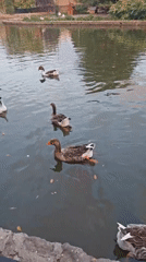 Afternoon at a Krasnodar park pond with geese and ducks