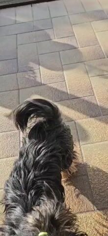 The video shows the rear view of a small, shaggy black dog standing on a brick-tiled surface. The dog has a long, fluffy tail that it wags intermittently. There is a small green rubber band visible in the dog’s hair. The scene is brightly lit, casting shadows on the tiled surface.