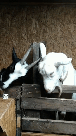 Goats and a pig hanging out in a wooden pen