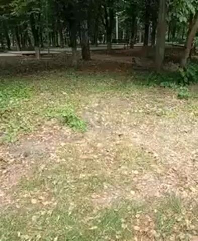 The video shows a view of a park or wooded area. There are many trees with green leaves, and the ground is covered with grass and fallen leaves. In the background, there is a path or road, and a park bench is visible. The lighting suggests it is daytime. There are no people or animals visible in the video.