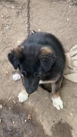 The video shows a black and tan dog on a dirt ground. The dog is chained around its neck. The dog looks around and then looks directly at the camera with its tongue sticking out. The dog then looks down. The video continues to zoom in on the dog's face.