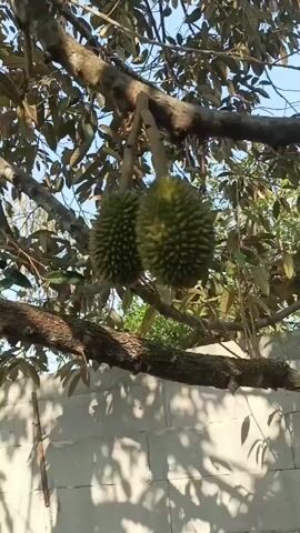 The video pans upwards to show durian fruits hanging from a tree. The durian fruits are green and spiky. The tree has large branches and dark leaves. In the background, there is a light blue sky and some green foliage. There is also a white brick wall visible at the bottom of the frame, with shadows of the tree's branches cast upon it.