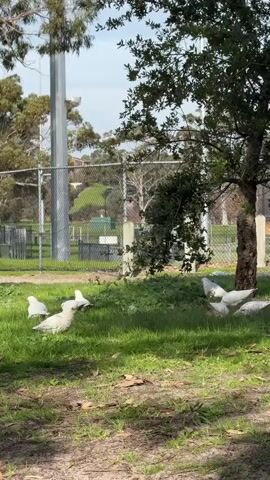A group of white birds, possibly cockatoos, are scattered across a grassy area under the shade of a large tree. The birds are mostly in a resting or feeding posture. In the background, there is a metal fence, some electrical equipment, and a pole. Beyond the fence, a grassy hill is visible with some buildings in the distance. The lighting suggests it is daytime.