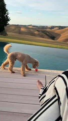 The video opens with a view of a dog playing with a red ball on the edge of an infinity pool. The dog, a light-brown poodle mix, is interacting with the ball, nudging it with its nose. The setting is a beautiful Tuscan landscape, with rolling hills bathed in the warm light of the late afternoon or early evening sun. The sky is a clear blue with a few wispy clouds. The pool water is a vibrant turquoise, contrasting with the golden hues of the surrounding hills. In the foreground, a person's legs, clad in black and white striped pants, are visible, suggesting they are relaxing by the pool. The overall mood is peaceful and idyllic, evoking a sense of summer relaxation and enjoyment of nature. The specific location is identified as Asciano, Italy.