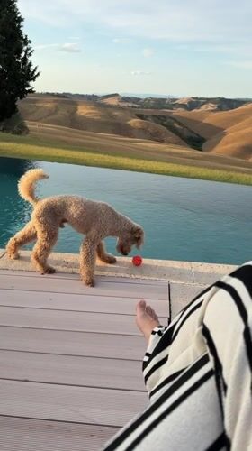 Dog plays poolside and roams lawn in Tuscan countryside