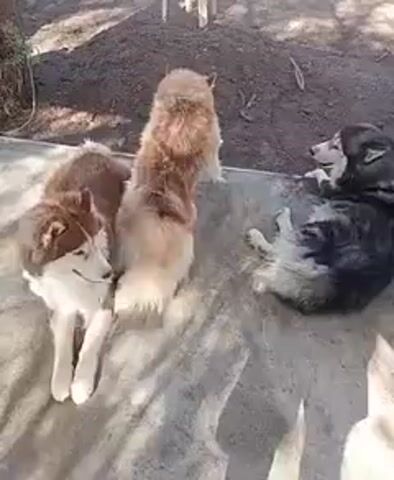 The video displays three Huskies in an outdoor environment. On the left, a brown and white Husky lies calmly on a concrete-like surface, looking towards the right. In the center, a lighter brown and white Husky stands on a dirt patch, facing away from the camera, with a fluffy, light-colored tail. On the right, a black and white Husky is reclined on its side on the concrete, observing the other dogs.

The setting consists of a paved area and a dirt patch with a small mound of soil. A white plastic chair is visible in the background on the dirt, and a dark post or tree trunk is partially visible on the far left. The presence of strong shadows indicates that it is a bright, sunny daytime. The dogs appear relaxed and at ease. No people or visible text are present in the video.
