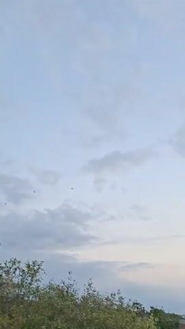 A video captures a flock of birds flying across a cloudy sky during what appears to be sunset. The sky is a mix of pale blue and soft pink hues. In the lower portion of the video, a tree line and some structures are visible, suggesting a rural or natural environment. The camera appears to be handheld and is positioned slightly upwards, focusing on the sky and the birds. There are no people or discernible actions other than the birds' flight. The video is short and consists of a single continuous shot.