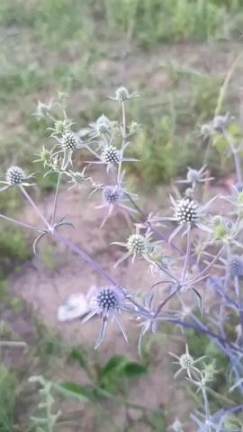 The video shows a close-up of a plant with spiky, blue-purple flower heads and thin, thorny stems. The plant is growing outdoors in a field with dry, sandy soil and green grass. The camera is held at a low angle, looking up at the plant. There is some blurry background activity, but it is not clear what it is. The lighting is natural and appears to be daytime. The video is shaky, suggesting it was filmed handheld.
