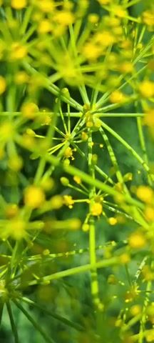 A close-up video shows a plant with small yellow flowers on a green stem. The flowers are clustered together in umbels, and the plant is in focus. The video pans slowly across the plant, showing more of the flowers and stems. The background is blurred, but appears to be more greenery.