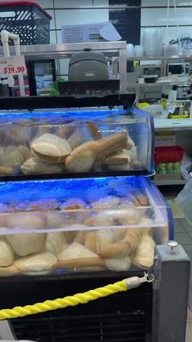 The video shows two tanks of live geoducks in a grocery store. A price tag above the tanks shows that they are selling for $14.99 each. The camera pans right to show a tank with live king crabs costing $59.99 each. There is also some salmon in a tray on the bottom right corner of the frame. A person is talking about the geoducks, saying they don't know what they are. The environment is a grocery store or supermarket setting. The tanks are filled with water and have a blue light. A yellow rope is in front of the tanks.
