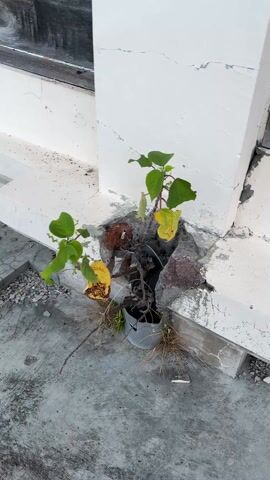 The camera pans around a neglected plant struggling to grow in a confined space. The plant, featuring green and yellow leaves, is precariously situated within a broken gray plastic pot wedged into a gap in a concrete structure. The surrounding concrete is cracked and damaged, and some loose rocks are visible, along with scattered debris. The background consists of a white wall and gray concrete ground.