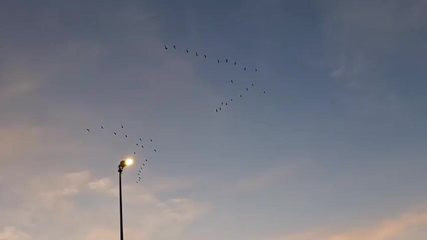 A flock of birds flies in formation across a pale blue sky with wispy clouds. In the foreground, a tall streetlamp with a bright light stands to the left. The camera pans slightly to the right, revealing more of the sky, which is beginning to show hints of orange and pink from the setting sun. Several other streetlamps are visible in the distance, along with trees and a few large trucks parked in a lot. The scene suggests an outdoor setting at dusk, possibly a rest stop or industrial area.