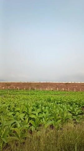 The video pans across a lush green field of crops, likely tobacco, under a pale sky. A man-made embankment, possibly a levee or a raised road, forms a distinct line across the mid-ground, dotted with white posts. The foreground is dominated by the dense foliage of the crops and tall grasses. As the camera moves to the right, a paved road appears, bordered by more tall grass. A solitary, slender tree with sparse branches stands near the road, its trunk leaning slightly. Power lines stretch diagonally across the upper right portion of the frame, and a white structure, possibly part of a bridge or underpass, is visible further down the road. There are no people or animals visible in the video.