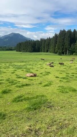 A vertical video shows a lush green field with several brown cows scattered across it, some lying down and others standing. In the background, there is a line of tall evergreen trees, and behind them, mountains are visible under a partly cloudy sky. The camera pans slowly to the right.