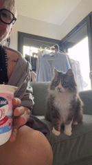 Person shares snack time with curious cat in France