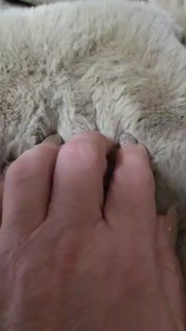 A hand with three fingernails painted with a beige glitter polish rests on a soft, furry, light gray surface. The camera is still and the focus is on the hand and nails.