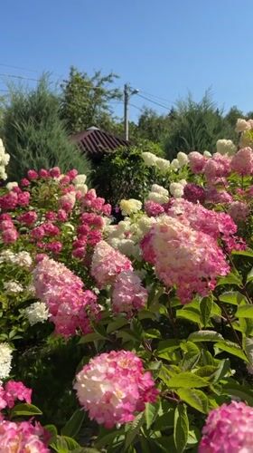 Hydrangeas in full bloom, from pathway to close-up