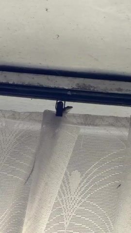 A lizard is clinging to the top of a white curtain at the top of a window. The lizard is brown and green and is facing to the right. The lizard's body is mostly hidden by the curtain. The curtain is sheer and has a pattern of diamonds on it. The window frame is visible at the top of the video.