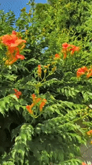 Summer garden walk: flowers, fruit, and neighborhood streets