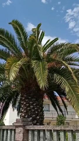 A close-up shot of a palm tree is shown, with its fronds swaying gently in the breeze. In the background, a house with balconies and a clear blue sky can be seen. The camera focuses on the trunk of the palm tree, which is covered in rough, textured bark. A stone fence is visible in the foreground, separating the viewer from the tree. The lighting suggests it is daytime, with sunlight illuminating the scene. There are no people or animals visible in the video.