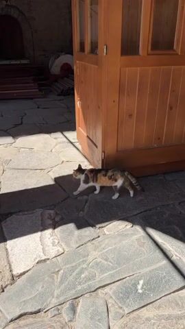 The video shows a multicolored cat with white paws walking on a stone-paved ground. The cat is walking from left to right in the frame. To the left of the cat is a stone structure, and to the right is a partially open wooden door.  The lighting suggests it's daytime. The ground is made of irregularly shaped stones with visible cracks and variations in color. In the background to the left, there's a glimpse of what appears to be red furniture or fixtures partially covered with fabric. The door frame is also illuminated, casting a shadow that the cat walks through.