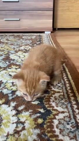 A ginger kitten is walking on a carpet. The kitten is small and appears to be a juvenile. The carpet has a colorful pattern. In the background, there are two pieces of furniture, one with drawers and one with a lighter wood finish. The floor appears to be made of wood. The lighting is natural, suggesting it is daytime.