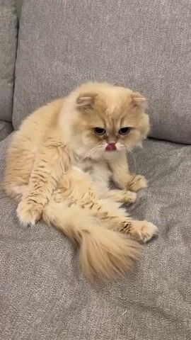 A fluffy, cream-colored cat sits on a grey couch. The cat is positioned towards the left of the frame, facing forward with its body turned slightly to its right. It is in a seated position with its legs splayed out. Its tail is long and fluffy, resting on the couch to its right. The cat's ears are folded down, giving it a distinctive appearance. Its eyes are dark and appear somewhat sad or tired. The cat's fur is long and voluminous, especially around its neck, chest, and tail. The couch appears to be upholstered in a textured fabric. The background is slightly out of focus, with a hint of another part of the couch or furniture visible to the left. The lighting is soft and natural.