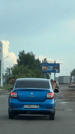Dogs stick heads out car windows in Votkinsk