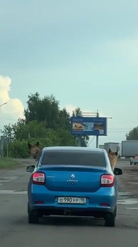 Dogs stick heads out car windows in Votkinsk