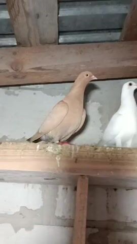 The video showcases a domestic pigeon coop in Zakrzewo-Kopijki, Poland. The scene is set inside a dimly lit coop with wooden beams and supports. The coop appears to be constructed from concrete blocks, and a corrugated metal roof is visible overhead. The overall setting suggests an outdoor, utilitarian structure designed for housing birds.

The primary subjects are several pigeons. A light brown pigeon is prominently featured, perched on a wooden beam. To its right, two white pigeons are also visible, one slightly behind the other. Further in the background, another white pigeon with some black speckling on its neck is seen. The pigeons are all standing or resting on wooden perches.

The activity taking place is simply the pigeons inhabiting their coop, observed from within. There's no overt action beyond the birds' presence. The lighting is low, suggesting it might be early morning, late evening, or simply that the coop is not well-lit. No specific weather conditions are discernible. The location is identified as Zakrzewo-Kopijki, Poland. There is no visible text in the video. The pigeons appear calm and undisturbed.