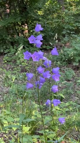 A close-up shot shows a cluster of vibrant purple bellflowers swaying gently in the breeze, set against a backdrop of lush green foliage and dappled sunlight filtering through a forest canopy. The flowers are tall and slender, with multiple bell-shaped blossoms hanging from their stems, their petals slightly unfurled. The surrounding undergrowth is a mix of green leaves and grass, with a few dry leaves scattered on the ground, suggesting a natural woodland environment. The lighting is soft and natural, highlighting the delicate texture and color of the flowers.